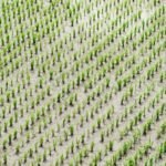 【稲の育苗】水稲用の育苗箱の種類と選び方