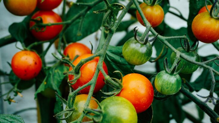トマトの誘引や芽かき・追肥などの時期・方法を知ろう【トマト栽培のコツまとめ】