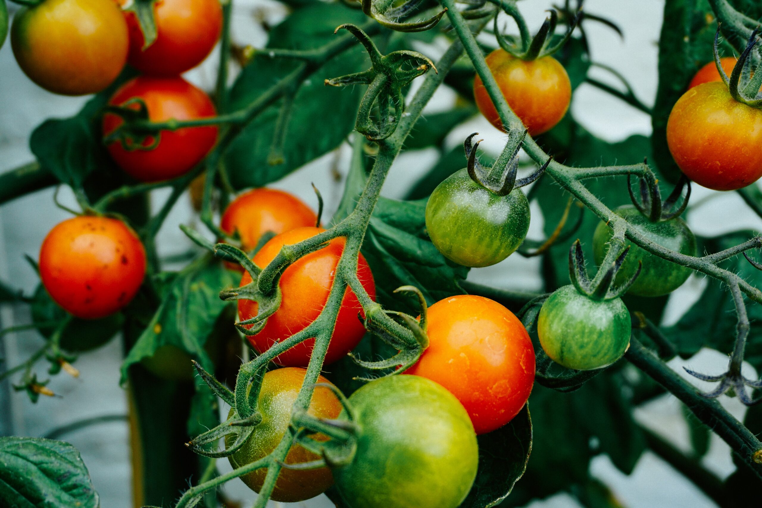 トマトの誘引や芽かき 追肥などの時期 方法を知ろう トマト栽培のコツまとめ のうちくジャーニー