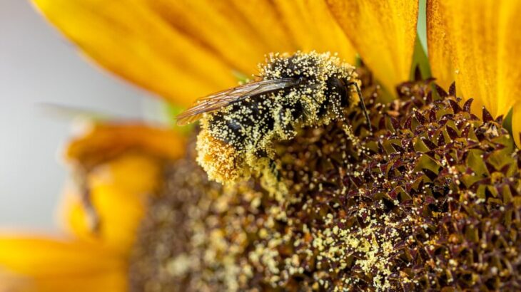 ビニールハウス内受粉を助けてくれる蜂・クロマルハナバチの失敗しない飼育法