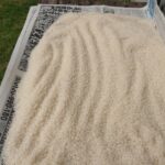 玄米や白米にわく虫たちの対処方法とおすすめアイテム【害虫対策】