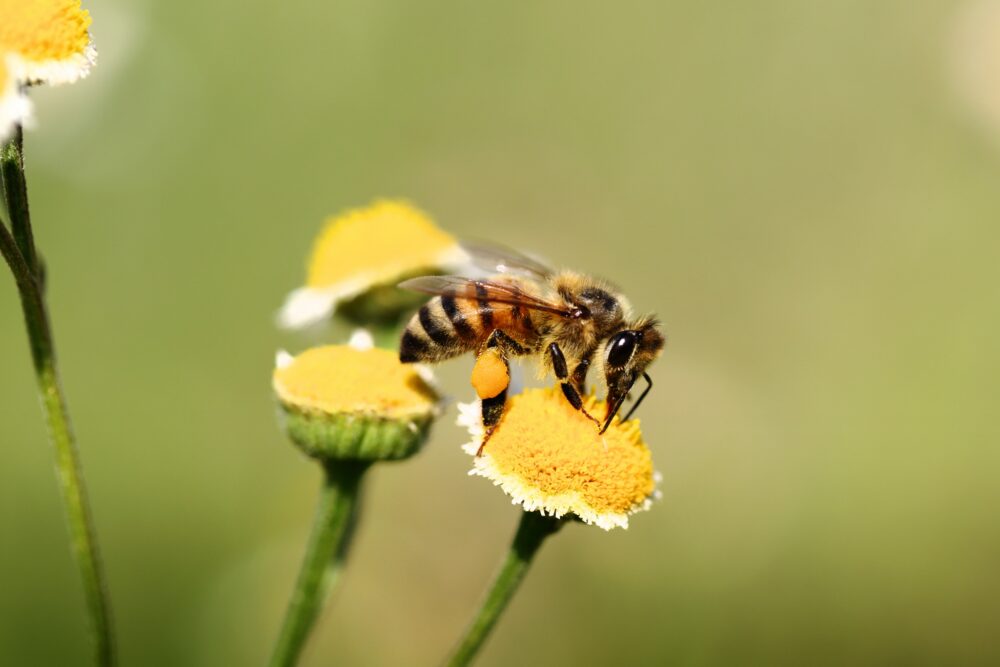 ミツバチとクロマルハナバチの違い