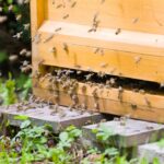 ミツバチ飼育の注意点