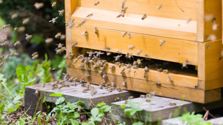 果樹園やビニールハウス内受粉交配に使われるミツバチの飼育の注意点と選び方