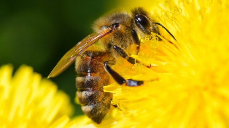ミツバチの受粉交配にカモンビービー！効果やレビューをまとめてみました【ミツバチ誘引剤】