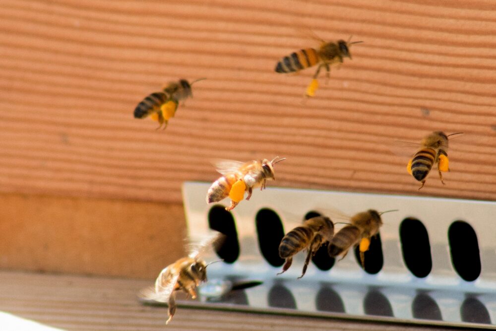 ミツバチ飼育のビニールハウス内での注意点