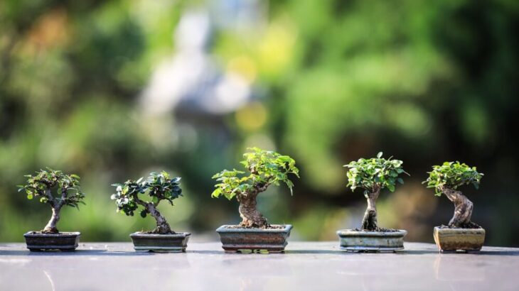 A famous bonsai tool brands made in Japan! which is best for you?